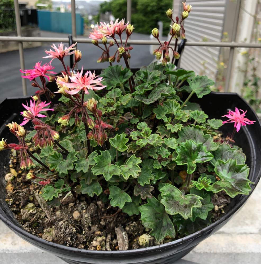 アイビーゼラニウムの投稿画像 By くろすけさん 月6月1日 Greensnap グリーンスナップ