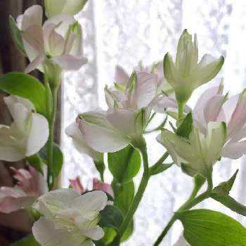 アルストロメリア ブライズメイドの画像 by がじゅまる子さん | 部屋とアルストロメリア ブライズメイドといとおしい植物とおうちで飾るお花 と癒しの花と花のある暮らしとstay homeと頑張れ❗️日本とブライズメイド