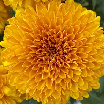 ディスバッドマムの画像 by kaoriさん | お出かけ先とピンポンマムと癒されるとお花屋さんとディスバッドマムと花のある生活とポンポンと黄色い花