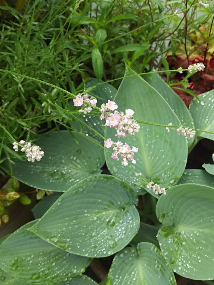 イングリッシュラベンダーの投稿画像 By ニョリスさん ガーデニングと花のある暮らしとハーブ好きとおうち園芸とホスタ ハルシオン と小さな庭とガーデニングと花のある暮らしとハーブ好きとおうち園芸 月6月1日 Greensnap グリーンスナップ Greensnap