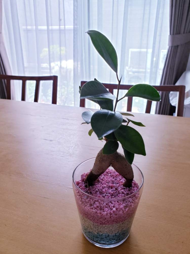 ガジュマルの投稿画像 By Navyさん 月6月1日 Greensnap グリーンスナップ