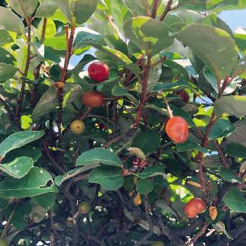 グミの木の投稿画像一覧 Greensnap グリーンスナップ