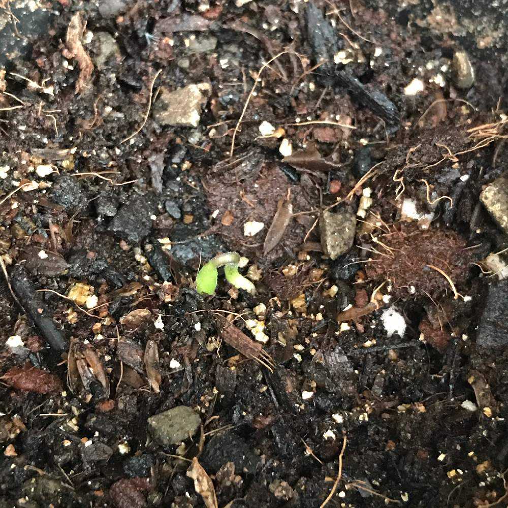 ピーマンの成長日記 種から Greensnap グリーンスナップ