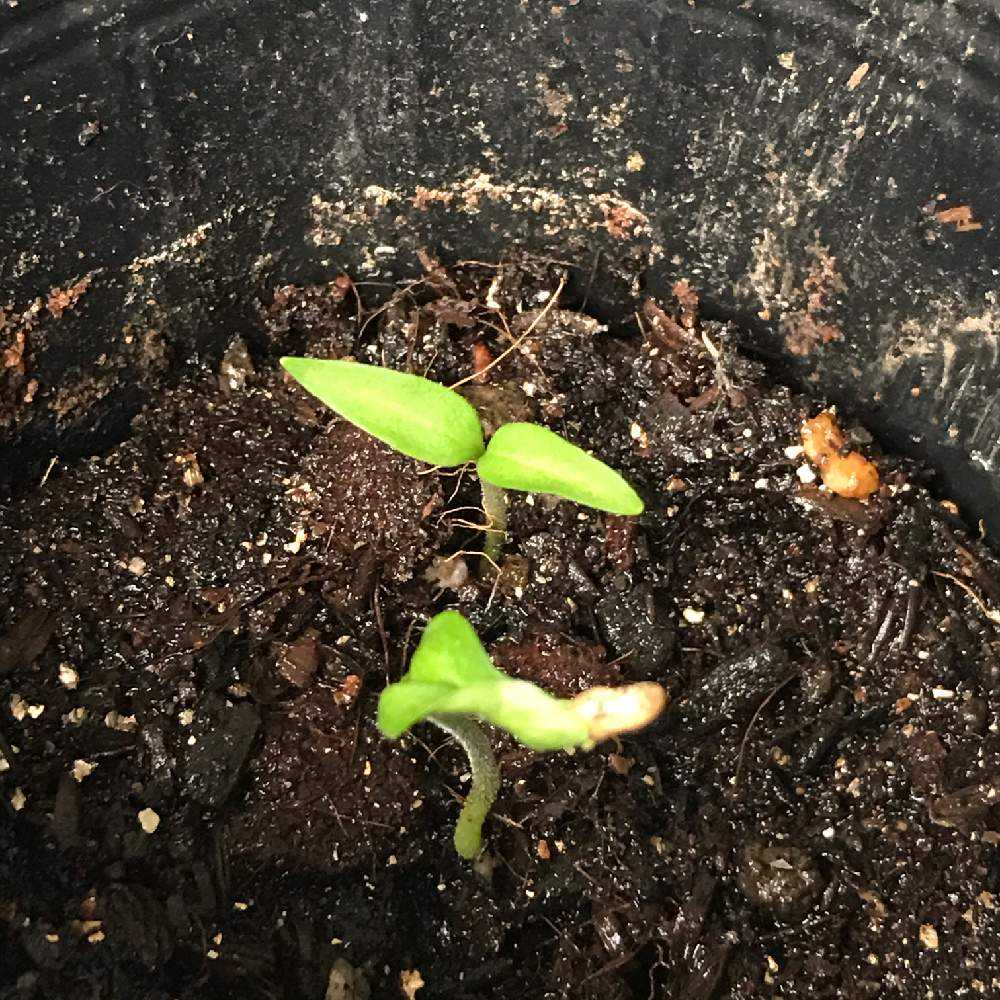 ピーマンの成長日記（種から）｜🍀GreenSnap（グリーンスナップ）