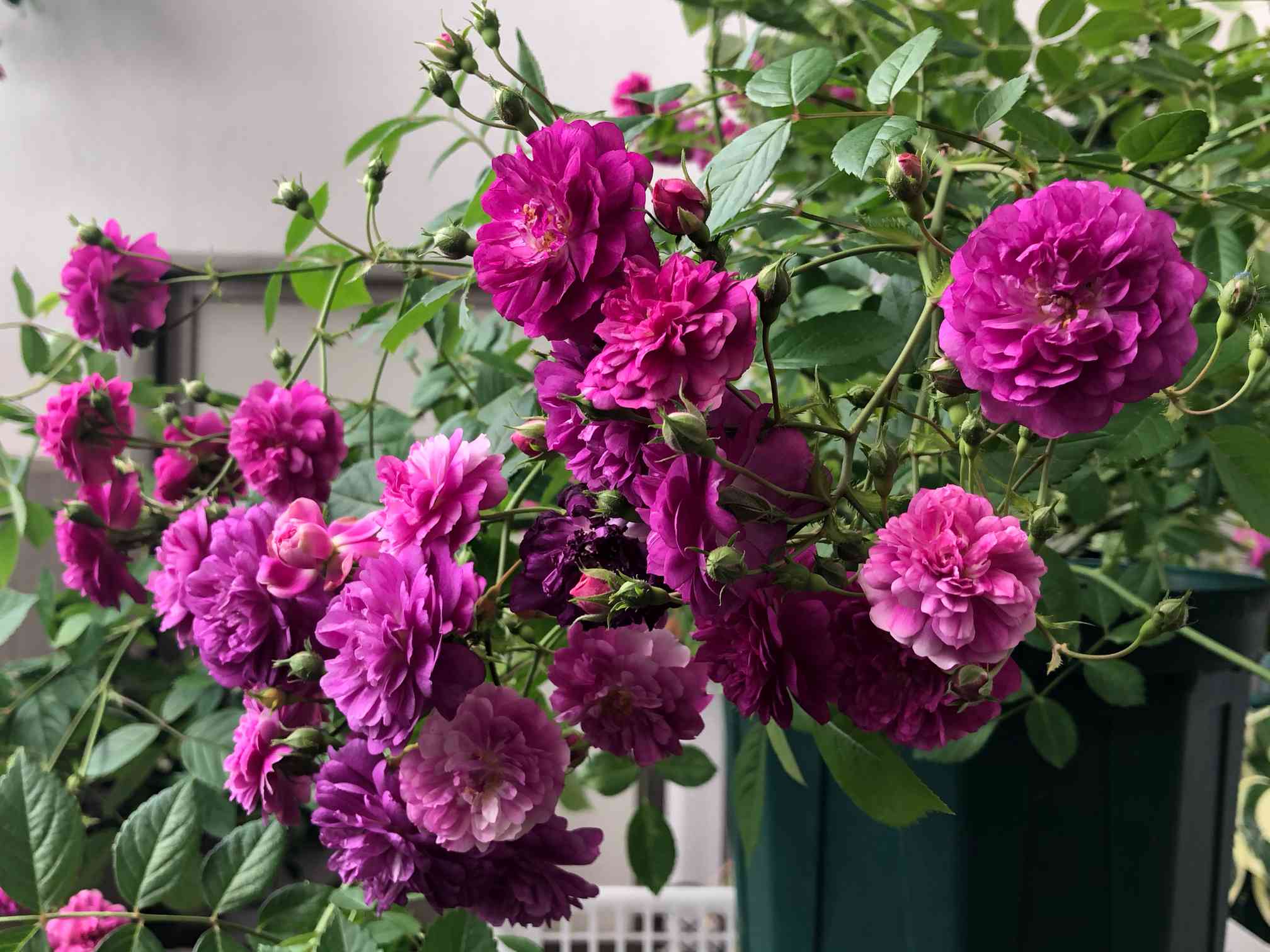 スイート・チャリオット大好き|🍀GreenSnap(グリーンスナップ) スイート・チャリオット大好き|🍀GreenSnap(グリーンスナップ)