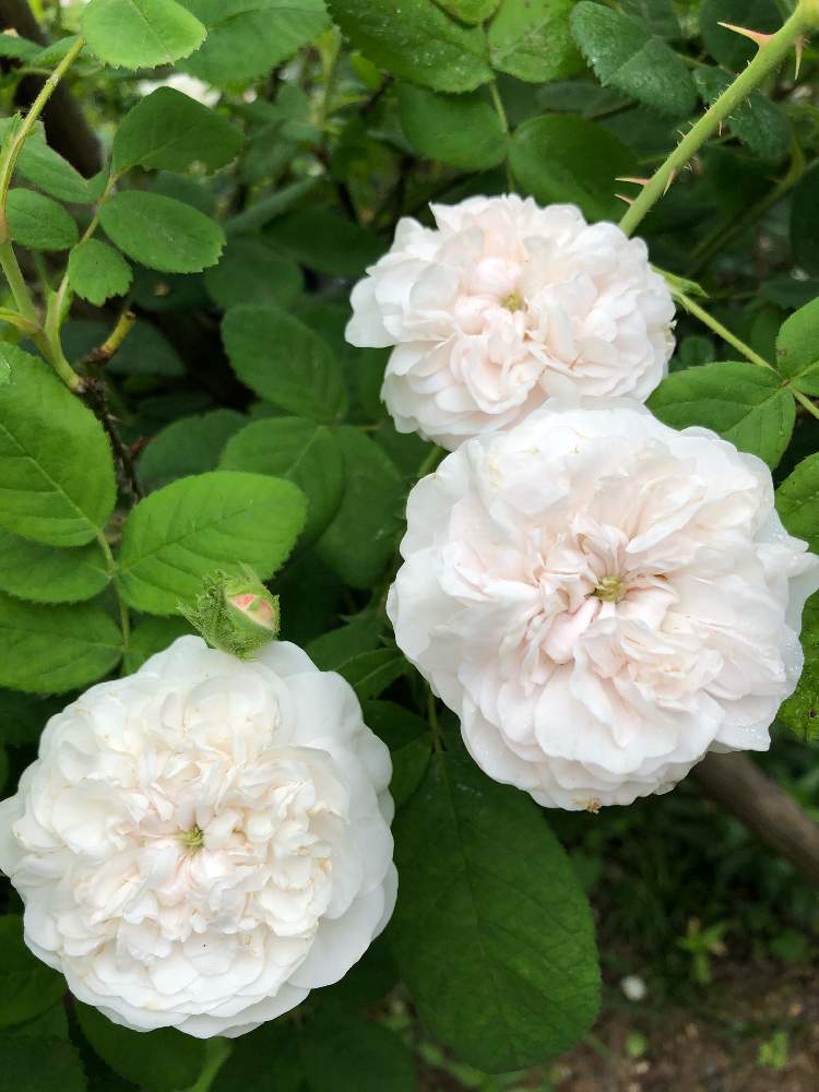 バラ マダムアルディの投稿画像 By のーさん ナチュラルが好きと自己流ガーデニングと富山支部とマイガーデンと植中毒と薔薇が好き とgsでバラ 園と花のある暮らしとロザリアンとバラ無農薬 月6月1日 Greensnap グリーンスナップ