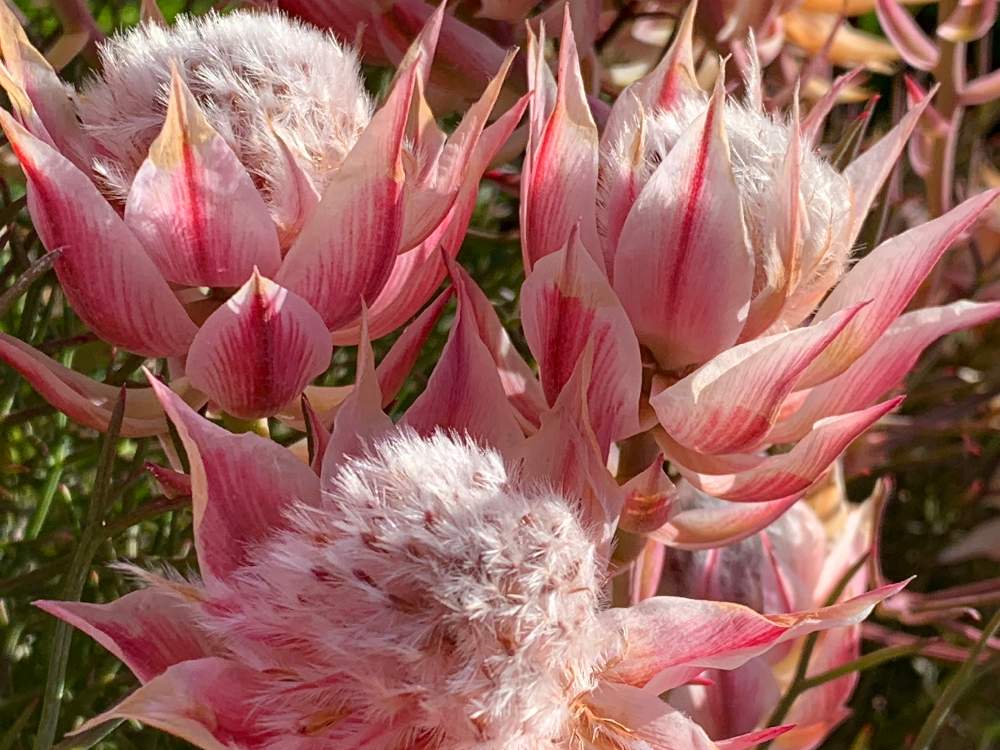 セルリアの投稿画像 By いんらけっちみきさん 月6月1日 Greensnap グリーンスナップ