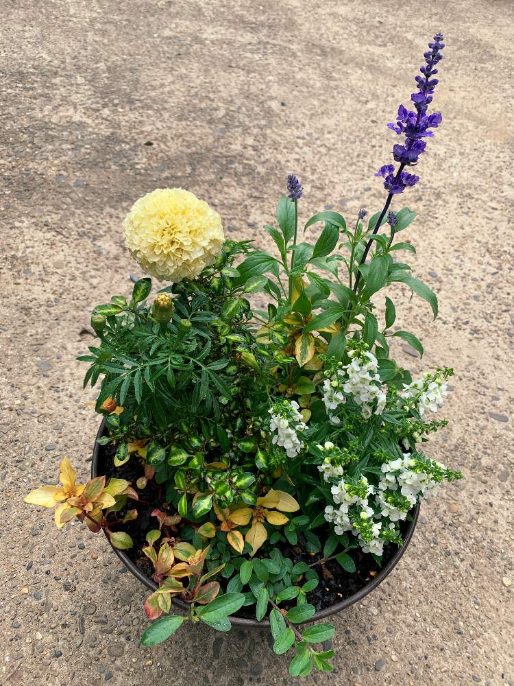 アンゲロニアの投稿画像 By あおむらさきさん アメリカンブルーとブルーサルビアとリシマキア リッシーとコプロスマ ビートソンズゴールドとアフリカンマリーゴールド バニラと寄せ植えと株分け後とマイガーデンとおうち園芸と おうち園芸 フォトコンテストと