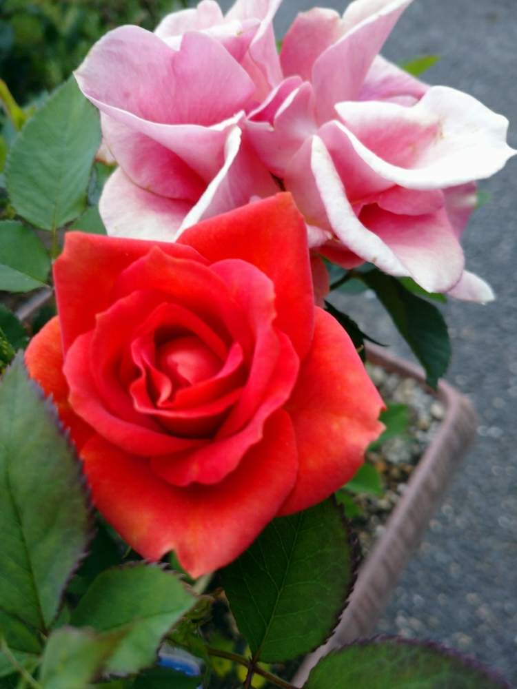 バラの投稿画像 By ゆうさんさん 咲く花散る花とおうち園芸 月6月1日 Greensnap グリーンスナップ