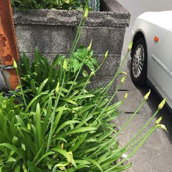 アガパンサスの蕾の投稿画像一覧 Greensnap グリーンスナップ