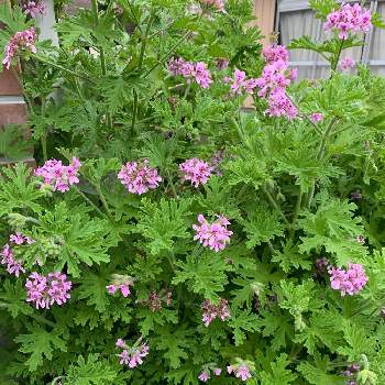 蚊連草 蚊嫌草 かとりそう の投稿画像一覧 Greensnap グリーンスナップ