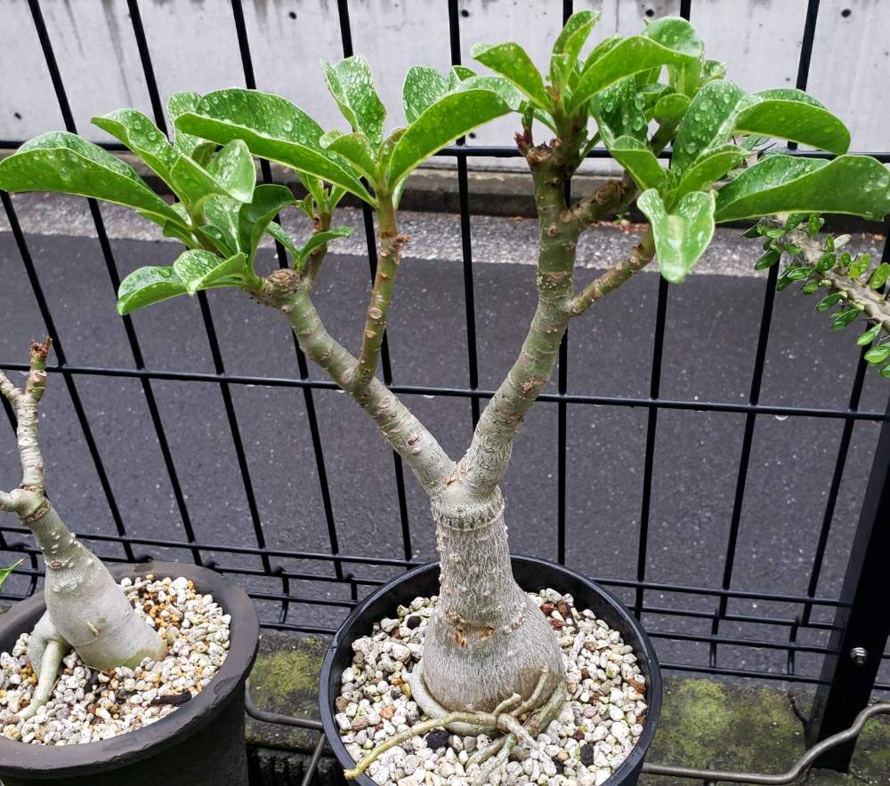 アデニウム オベスムの投稿画像 By Sepia さん 多肉植物とアデニウム属とオベスムとコーデックスとおきにいりと塊根植物と珍奇植物 月6月1日 Greensnap グリーンスナップ