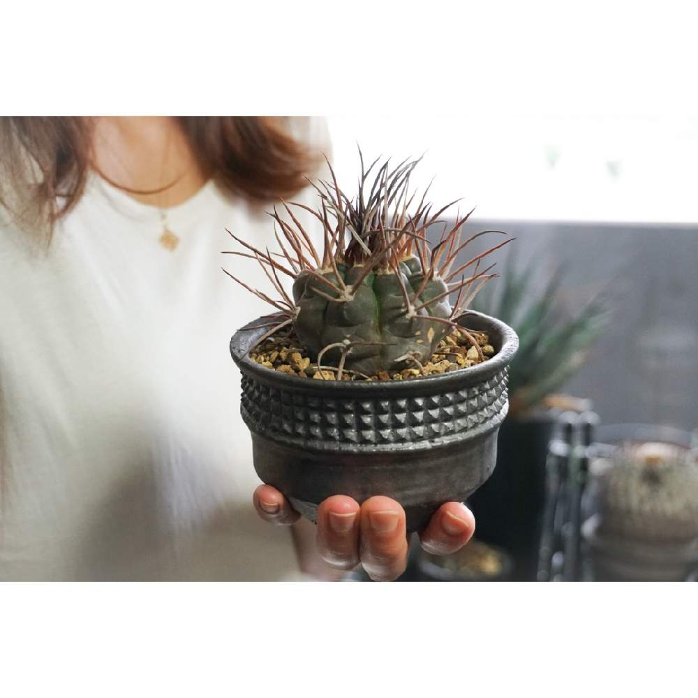 サボテン科の投稿画像 By ラブーン さん Cactusと植物のある暮らしと植物ありすぎる暮らしとおうち園芸とgymnocalyciumと守金摩天竜とgymnocalycium Mazanenseとサボテン科とcactusと植物のある暮らしと植物ありすぎる暮らしとおうち園芸とgymnocalyciumと守金摩天竜と サボテン科の投稿画像 By ラブーン さん Cactusと植物のある暮らしと植物ありすぎる暮らしとおうち園芸とgymnocalyciumと守金摩天竜とgymnocalycium Mazanenseとサボテン科とcactusと植物のある暮らしと植物ありすぎる暮らしとおうち園芸とgymnocalyciumと守金摩天竜と