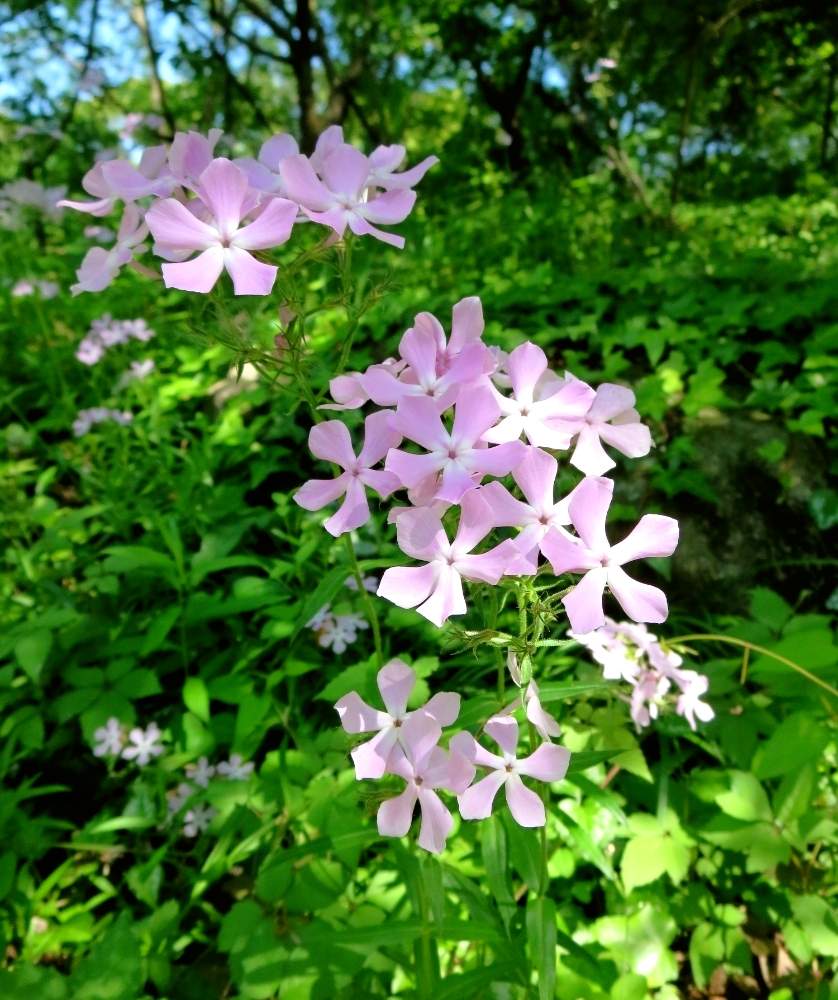 フロックスの投稿画像 By ぺこりん さん 宿根フロックスとフロックス ディバリカータとピンクの花と公園とgs映えとgs日和ときれいと散歩とボタニカルスポットとおでかけ先ときれいな色とかわいいとお散歩とかわいいな と安城デンパークとお出かけ先にて 月6月1日