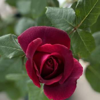 美しい薔薇の投稿画像一覧 Greensnap グリーンスナップ
