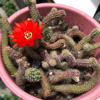 ヒモサボテンの投稿画像一覧 Greensnap グリーンスナップ