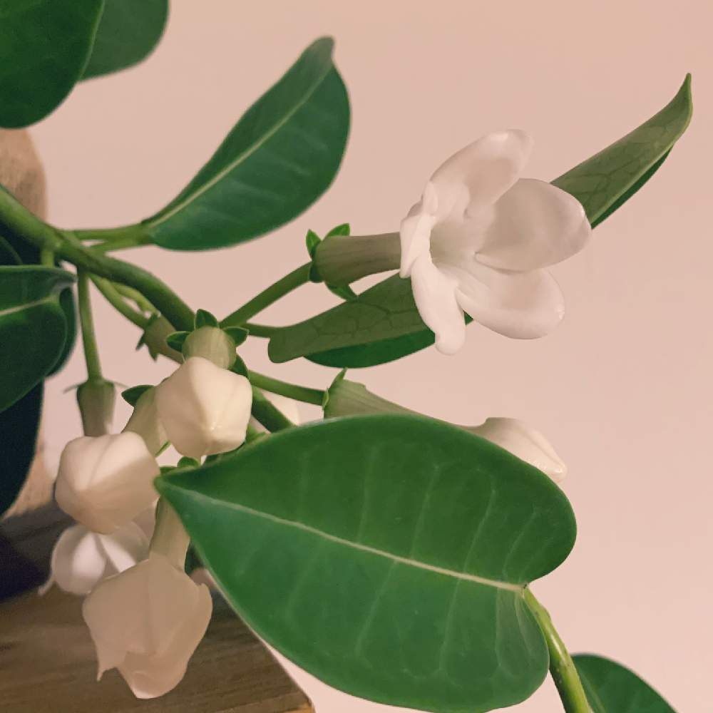 マダガスカルジャスミンの投稿画像 By Norikoさん 幸せとお気に入りと癒しとつる性植物と長いと常緑性と花のある暮らしとかわいいと白い花とインテリアグリーン 月6月1日 Greensnap グリーンスナップ
