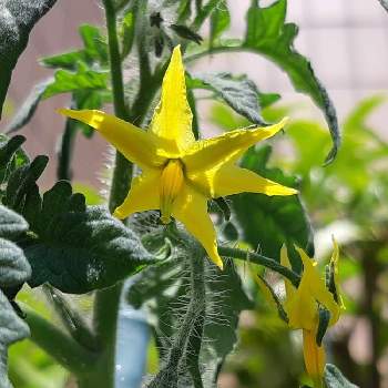 ミニトマトの花の投稿画像一覧 Greensnap グリーンスナップ