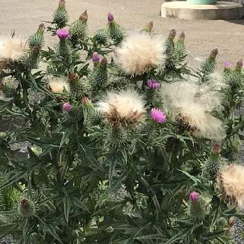 アメリカオニアザミの綿毛の投稿画像一覧 Greensnap グリーンスナップ アメリカオニアザミの綿毛の投稿画像一覧 Greensnap グリーンスナップ