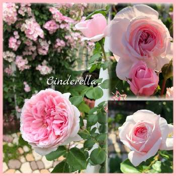 ドイツ コルデス社の画像 by kuuさん | 薔薇を楽しむ♡といいかおり（╹◡╹）とかわいい♡と薔薇に魅せられてと華やかと癒しの時間♡♡と香りとドイツ コルデス社