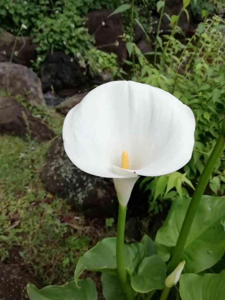 komorebi sumire さんの港の見える丘公園への投稿