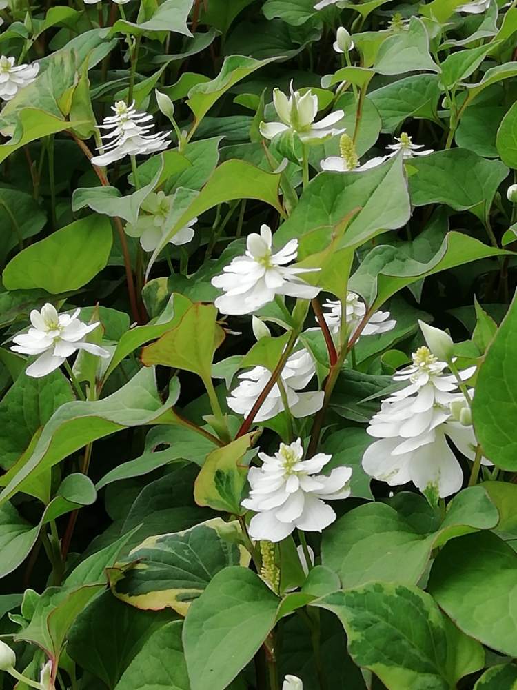 八重ドクダミの投稿画像 By トユタさん 月6月2日 Greensnap グリーンスナップ