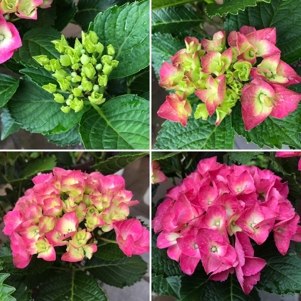 アジサイ 紫陽花の投稿画像 By アンズさん 赤系と紫系の花と実と紫陽花 友の会 月6月2日 Greensnap グリーンスナップ