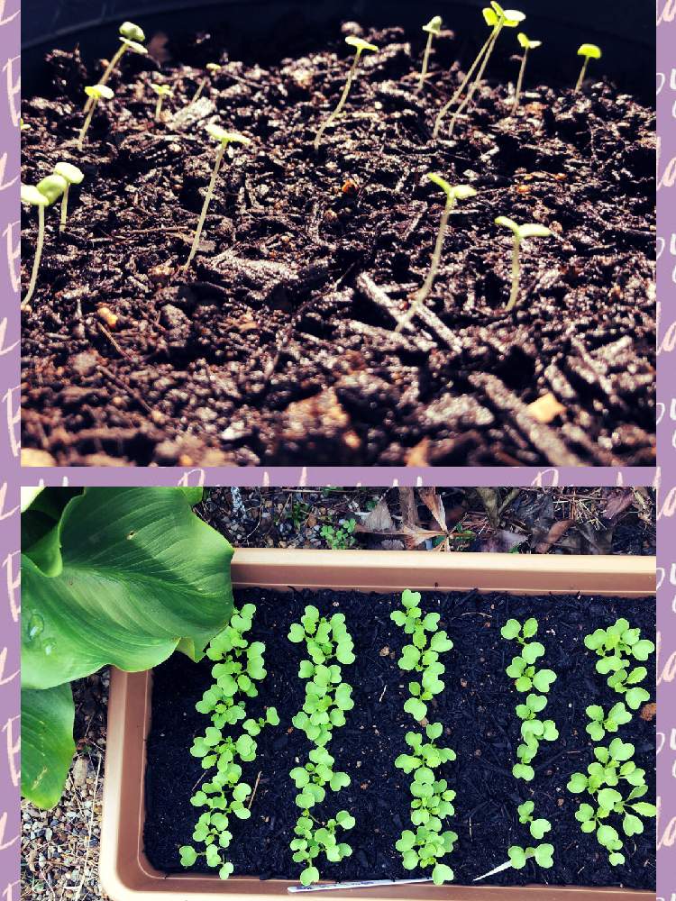 イングリッシュラベンダーの投稿画像 By アガパンサスさん 時なしにんじんとおうちde菜園フォトコンとプランター野菜とおうちde菜園とおうち園芸と無農薬 家庭菜園とプランター栽培と家庭菜園初心者と種から発芽 月6月2日 Greensnap グリーンスナップ