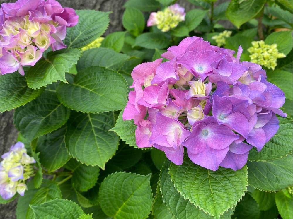 紫陽花の投稿画像 By のりさん 季節の花とおうち園芸とガーデニングと花のある暮らしと地植え 月6月2日 Greensnap グリーンスナップ