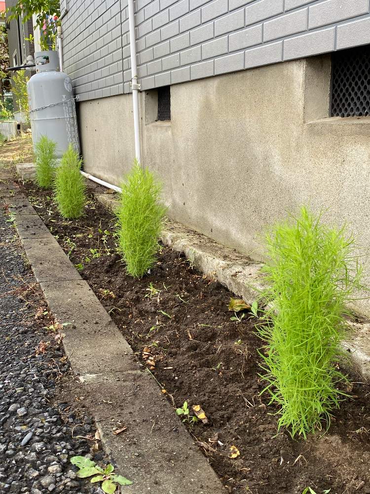 小さな庭の投稿画像 By なおみんさん 庭づくりとガーデニング初心者と庭づくりとガーデニング初心者 月6月2日 Greensnap グリーンスナップ Greensnap グリーンスナップ