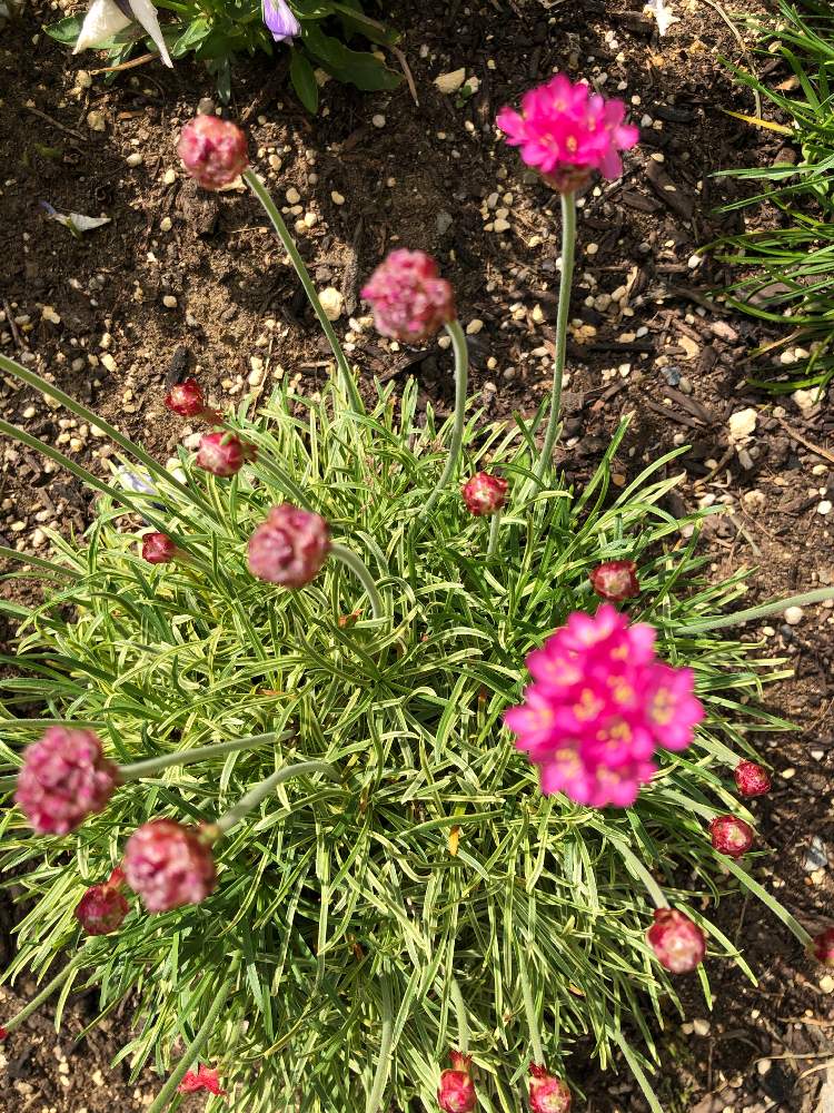 アルメリア マリティマの投稿画像 By たんぽぽ母ちゃんさん ピンクの花とミニ花壇と北海道でガーデニング 月6月2日 Greensnap グリーンスナップ