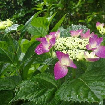 咲き始めたよの画像 by HIRO (’-’*)♪さん | 広い庭と紫陽花と我が家の庭と咲き始めたよとおうち園芸と『おうち園芸』フォトコンテスト
