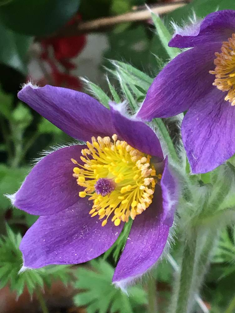 オキナグサの投稿画像 By Rihoさん 月6月2日 Greensnap グリーンスナップ