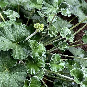 イングリッシュゼラニウムの投稿画像一覧 Greensnap グリーンスナップ