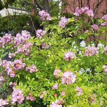 野バラの画像 by ksmzさん | 小さな庭とツクシノイバラとピンクの花とピンク❤︎ピンクとおうち園芸と美しいとワイルドローズと野バラとガーデニングと花のある暮らしとかわいいとかわいいな♡とバラを楽しむ