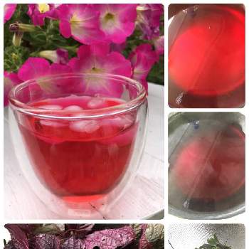 赤紫蘇ジュースの画像 by ジェキルさん | キッチンと赤紫蘇ジュースとおうち園芸とおうちde菜園