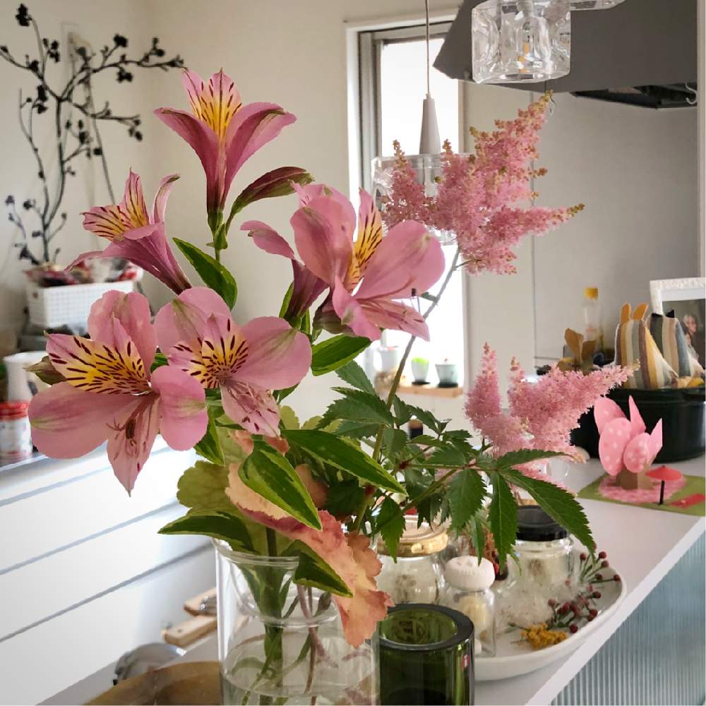 アルストロメリアの投稿画像 By Casさん アスチルベとキッチンとピンク ピンクとおうち園芸とおうちで飾るお花 とピンク ピンクとおうち園芸とおうちで飾るお花 月6月2日 Greensnap グリーンスナップ Greensnap グリーンスナップ