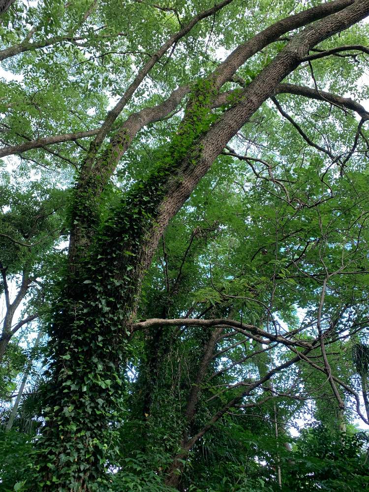 公園の樹木の投稿画像 By Hapico さん 蔦に愛された木と新緑の季節と自然と葉っぱとつたとお散歩写真と公園の木と蔦登る木とみどりと新緑とお散歩と朝のお散歩にてと自然が好きとつる性 月6月2日 Greensnap グリーンスナップ