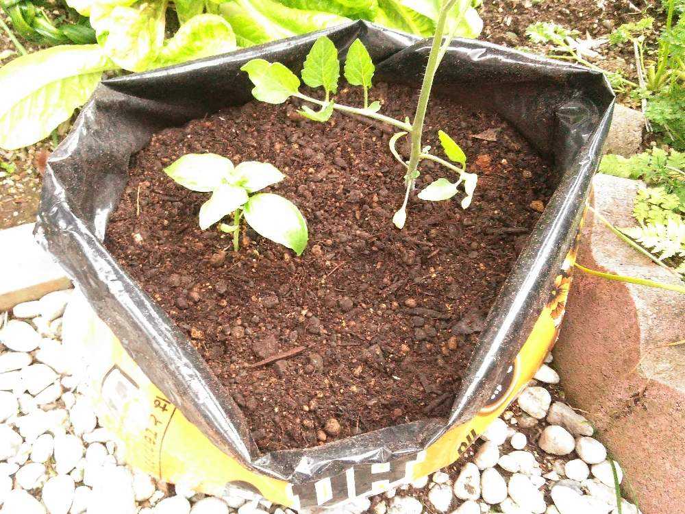 バジル栽培日記 10月9日 金 追記 Greensnap グリーンスナップ