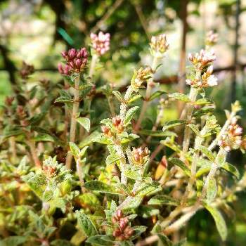 あかりの投稿画像一覧 Greensnap グリーンスナップ