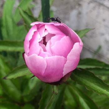 芍薬 蕾の投稿画像一覧 Greensnap グリーンスナップ