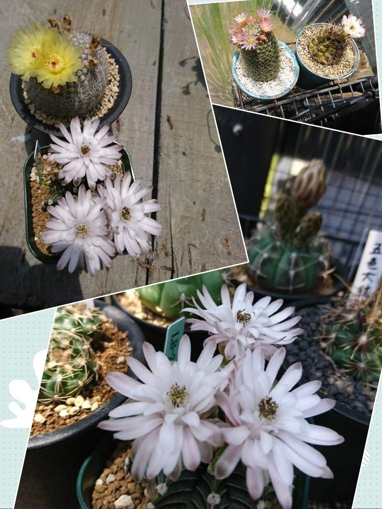 バッテリーの投稿画像 By とともさん 紅小町とナナコマルとlb2178とサボテン と牡丹玉 Lb2178とlb2178 とサボの花とサボの花 白系色 月6月2日 Greensnap グリーンスナップ