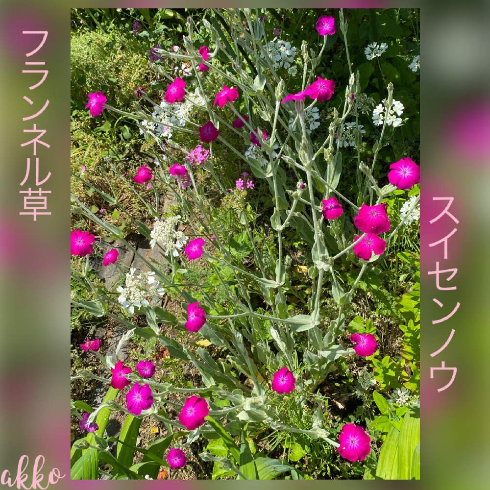 スイセンノウ フランネルソウ の投稿画像 By ひみつのアッコちゃんさん 我が家の花畑と可愛い花と美しい花と美しい花園と花のある暮らし 月6月2日 Greensnap グリーンスナップ