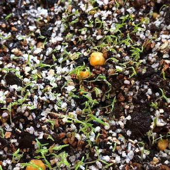 ひなげしの芽の投稿画像一覧 Greensnap グリーンスナップ