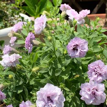 晴れの日 の投稿画像一覧 Greensnap グリーンスナップ