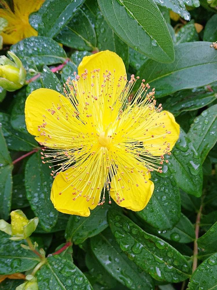 ビヨウヤナギの投稿画像 By ジュリアーノさん 黄色い花と花のある暮らしとビヨウヤナギのお花 月6月2日 Greensnap グリーンスナップ