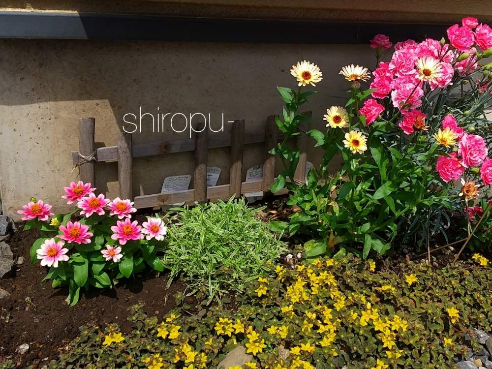 ジニアの投稿画像 By しろぷーさん 花壇とおうち園芸と おうち園芸 フォトコンテストとガーデリンクとガーデニングと花のある暮らしと一年草と地植え 月6月2日 Greensnap グリーンスナップ