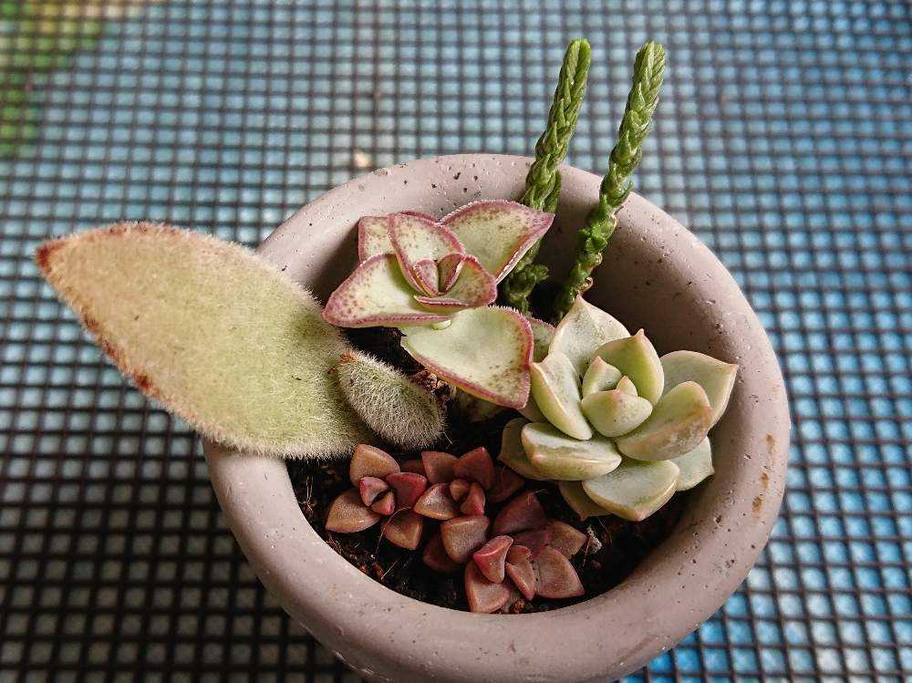 多肉植物 挿し芽 挿し木 葉挿し 寄植え Greensnap グリーンスナップ 多肉植物 挿し芽 挿し木 葉挿し 寄植え Greensnap グリーンスナップ