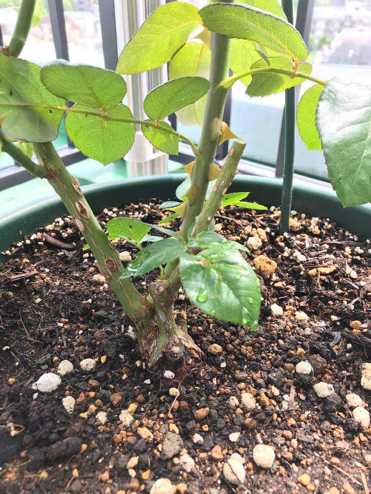 ✿ちぃ✿宅急便発送☆挿し木苗 イチジク苗木 BIFFARO ZEUS 5号挿し木苗 ⑤-2 FigsArt byNikkyからの枝