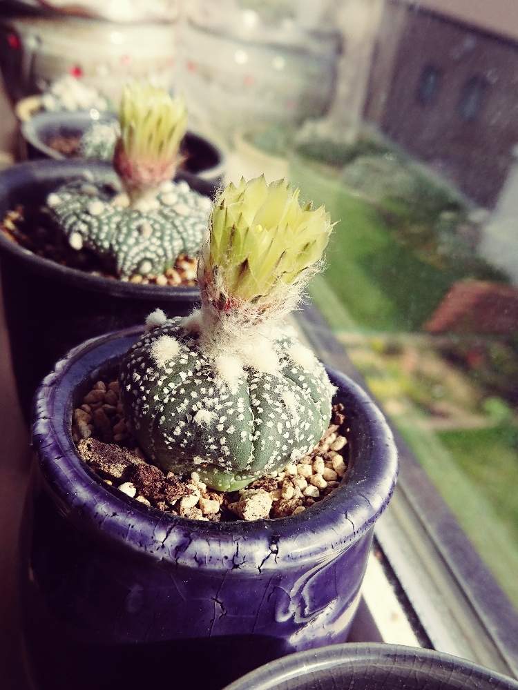 兜丸の投稿画像 By Atsuさん かわいいとサボテンの花と北海道とアストロフィツム属 月6月2日 Greensnap グリーンスナップ